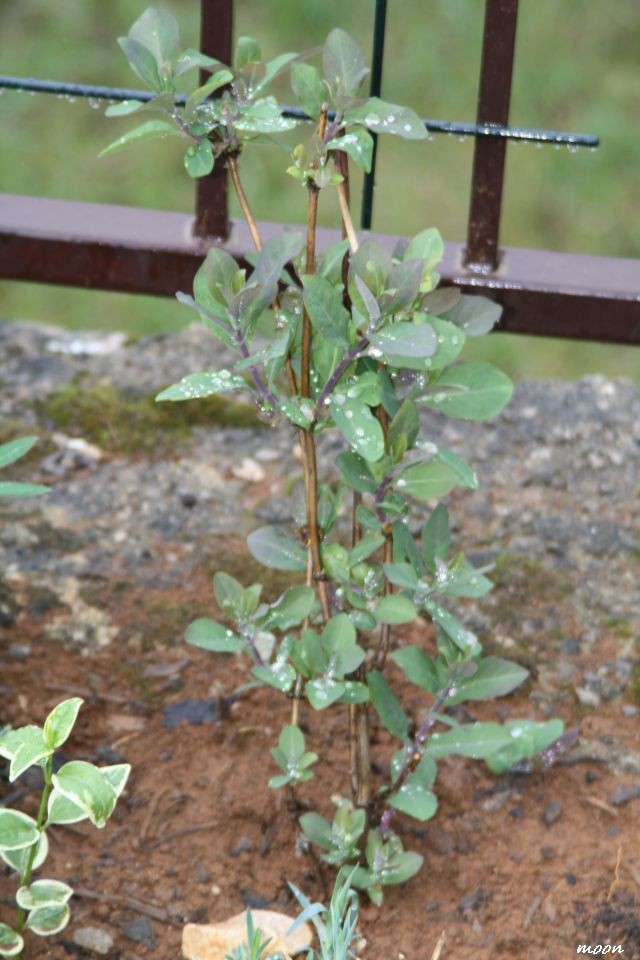 lonicera